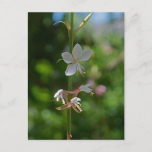 Carte postale de fleurs de Gaura rose Pretty
