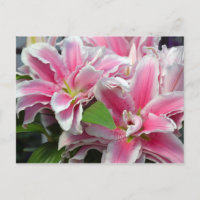 Carte postale de fleurs de lys stargazers roses