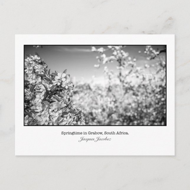 Carte postale de fleurs de poires (Devant)