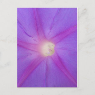 Carte postale de fleurs violettes