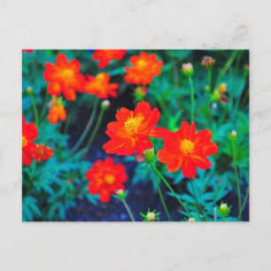 Carte postale de fleurs vives