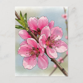 Carte postale de floraison d'arbre cerisier Sakura