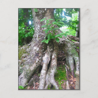 Carte postale de forêt