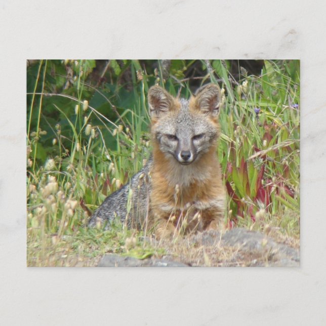 Carte postale de Fox gris (Devant)