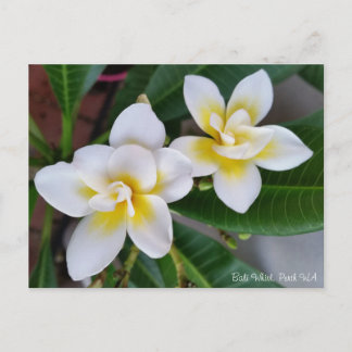 Carte postale de Frangipani - mouvement giratoire