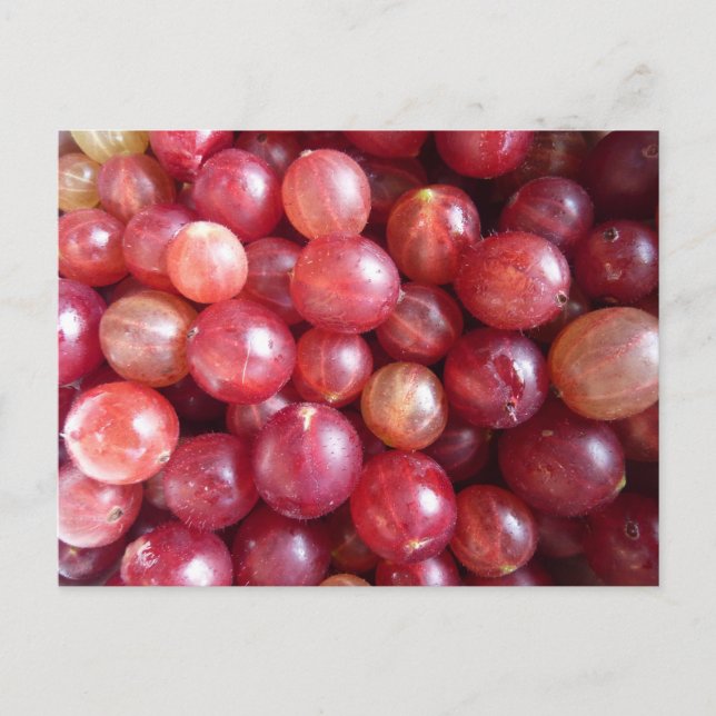 Carte postale de fruits de canneberge rouge (Devant)