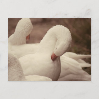 Carte postale de Gan