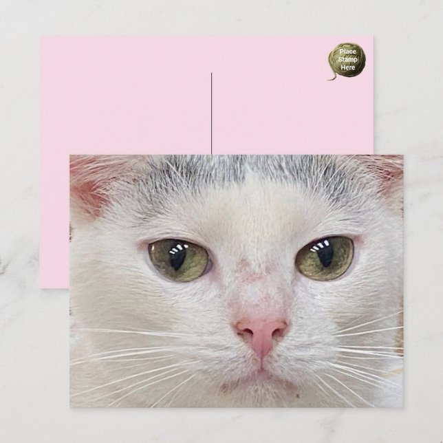 Carte postale de George le chat (Devant / Derrière)