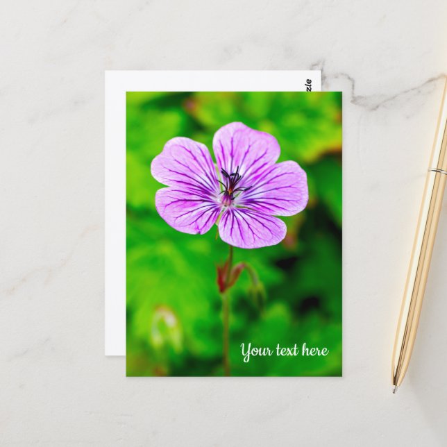 Carte postale de géranium pourpre (Devant/Arrière en situation)