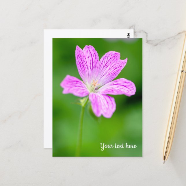 Carte postale de géranium pourpre (Devant/Arrière en situation)
