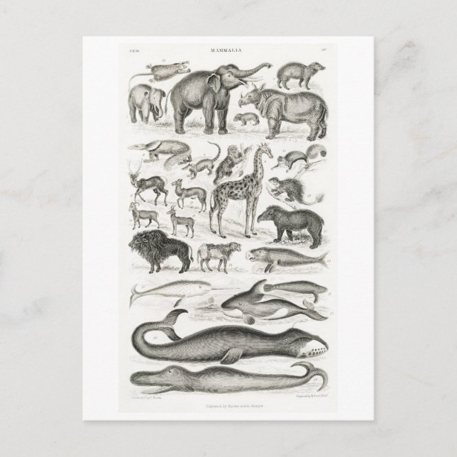 CARTE POSTALE DE GRAPHIQUE vintage MAMMIFÈRES (Devant)