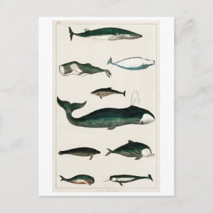 CARTE POSTALE DE GRAPHIQUE VINTAGE WHALES
