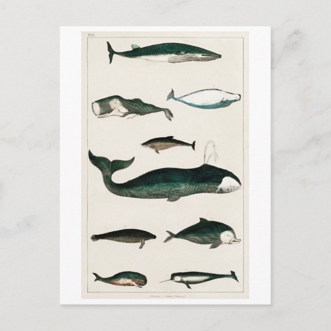 CARTE POSTALE DE GRAPHIQUE VINTAGE WHALES (Devant)