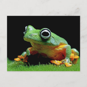 Carte postale de grenouille