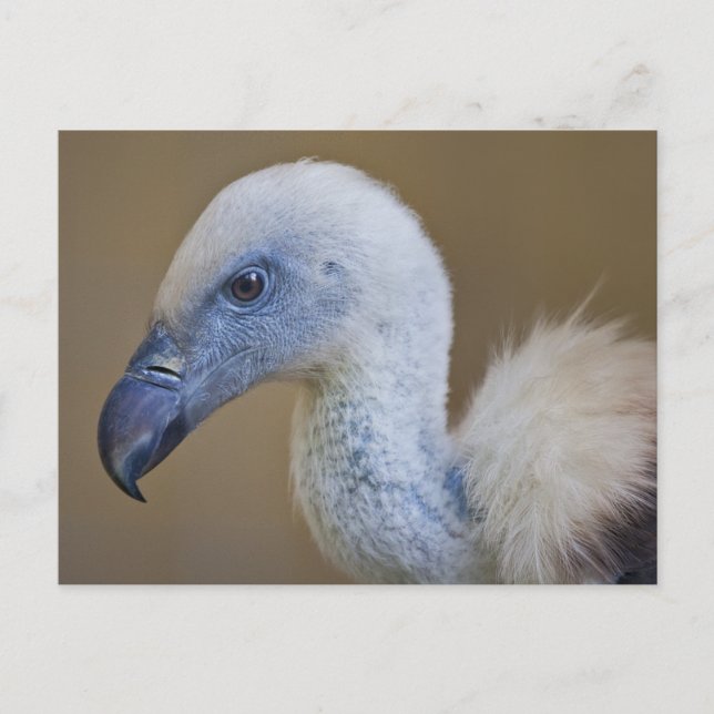 Carte postale de Griff (Devant)