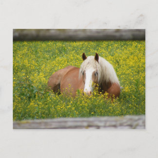 Carte postale de Haflinger