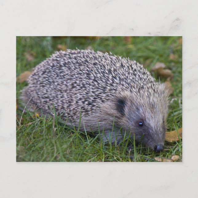 Carte postale de hérisson (Devant)