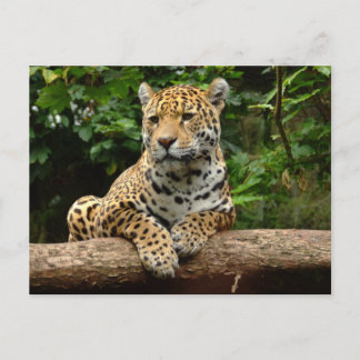 Carte postale de jaguar sur une bûche