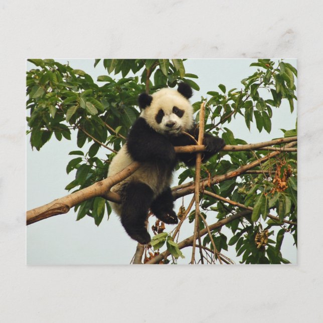 Carte postale de jeune panda géant (Devant)