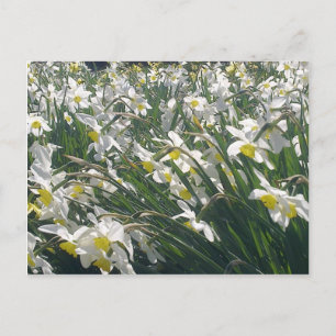 Carte postale de jonquilles blanches
