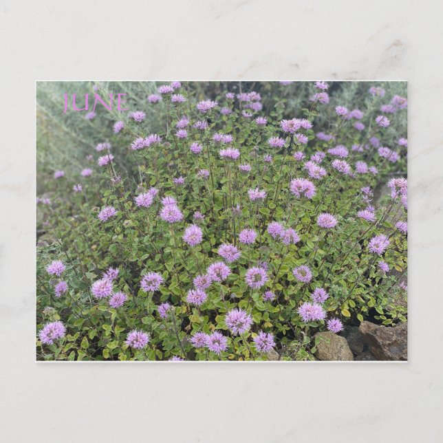 CARTE POSTALE DE JUIN (Devant)