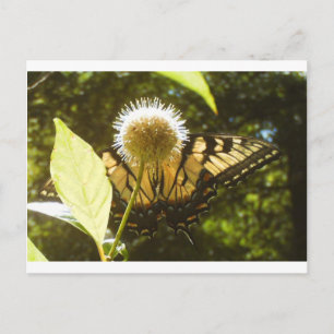 Carte postale de June Monarch