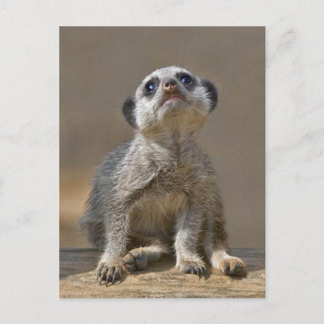 Carte postale de Kute Kat (Devant)