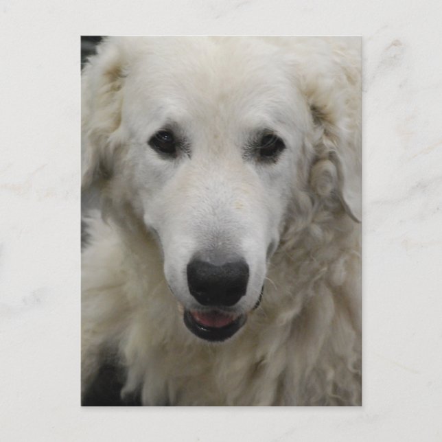 Carte postale de Kuvasz Dog Breed (Devant)