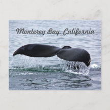Carte postale de la baleine de Monterey Bay