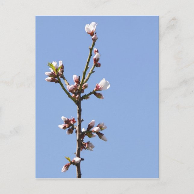 Carte postale de la branche Blossom (Devant)