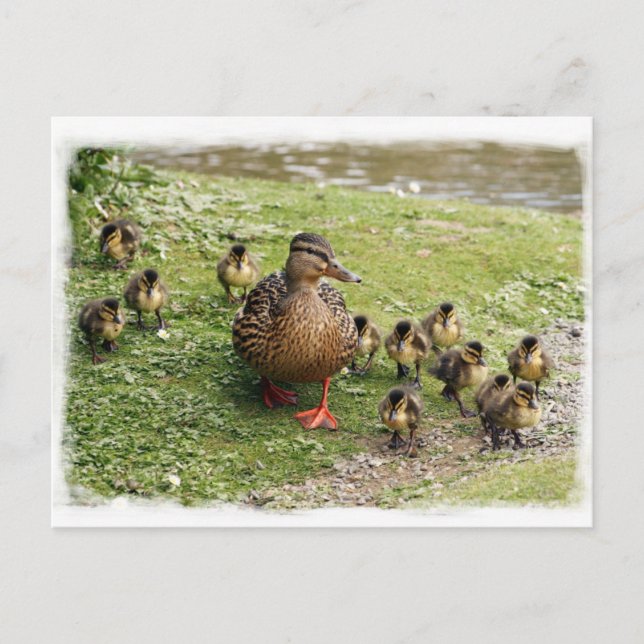 Carte postale de la famille Duck (Devant)
