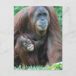 Carte postale de la famille Orangoutan