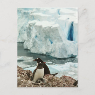 Carte postale de la famille Penguin Gentoo