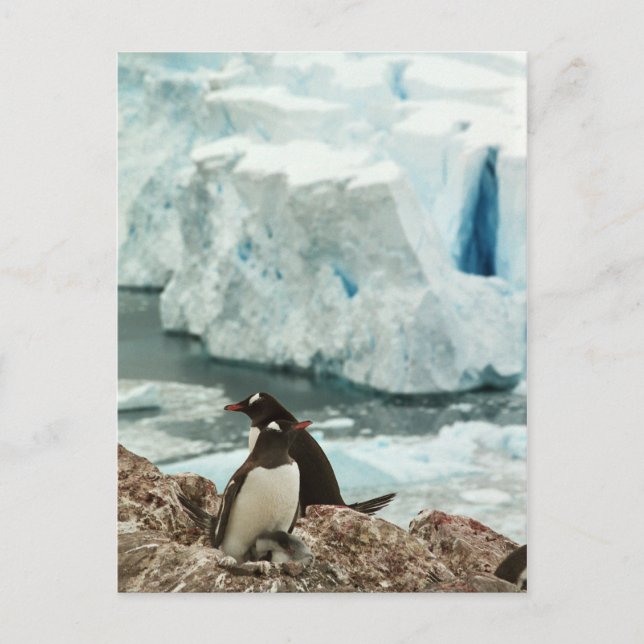 Carte postale de la famille Penguin Gentoo (Devant)