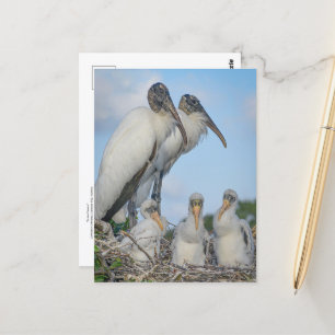 Carte postale de la famille Stork