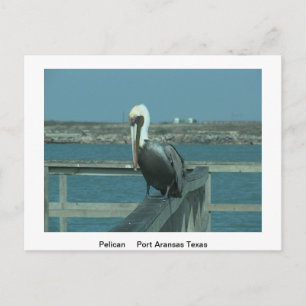 Carte postale de la faune