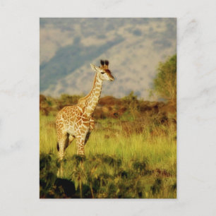 Carte postale de la faune de Baby Giraffe