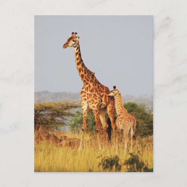 Carte postale de la faune de Baby Giraffe (Devant)