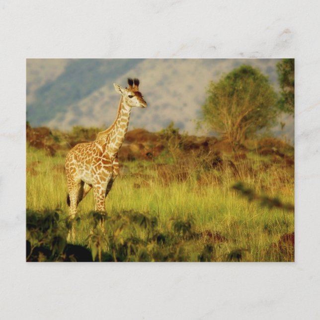 Carte postale de la faune de la petite girafe (Devant)