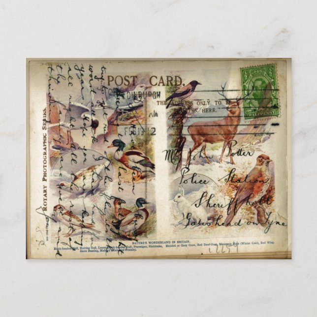 Carte postale de la faune estivale et hivernale (Devant)