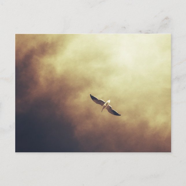 Carte postale de la faune sud-africaine "Free Spir (Devant)