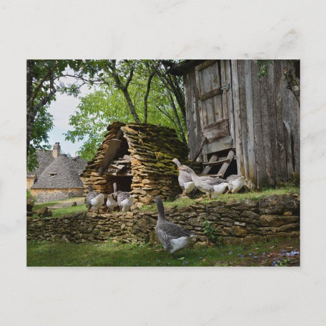 Carte postale de la ferme d'oie de foie gras tradi (Devant)