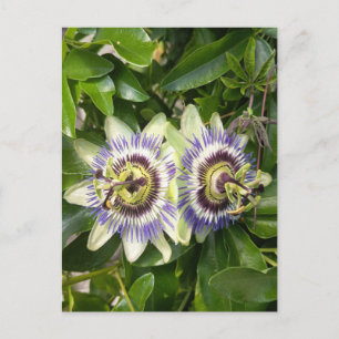 Carte postale de la fleur de la passion violette