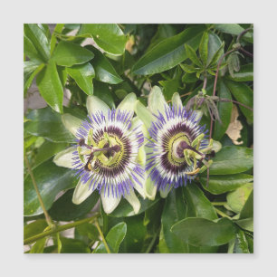 Carte postale de la fleur de la passion violette