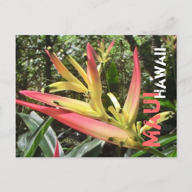 Carte postale de la fleur de Maui Hawaii (Devant)