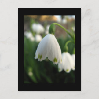 Carte postale de la fleur de perce-neige