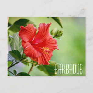 Carte postale de la fleur d'hibiscus de la Barbade
