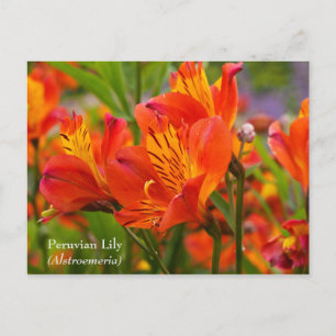 Carte postale de la Fleur Péruvienne (Alstroemeria