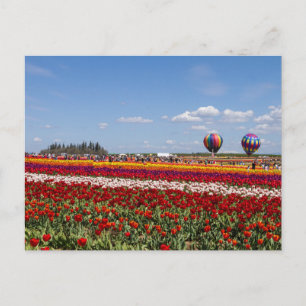 Carte postale de la folie des tulipes