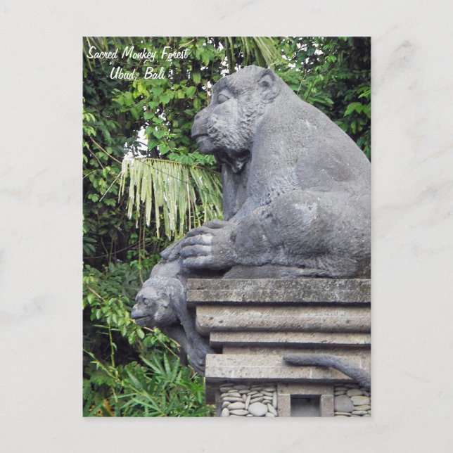 Carte postale de la forêt de singes (Devant)